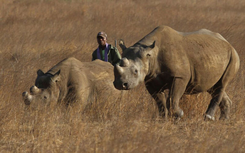 Zimbabwe re-introduces rhinos in Gonarezhou park after three decades