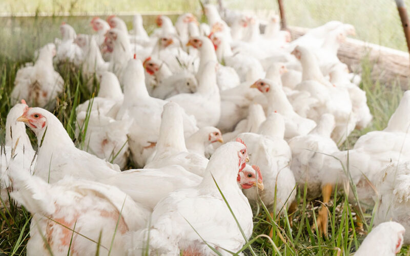 Namibia bans SA poultry imports