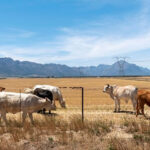 Cattle-grazing