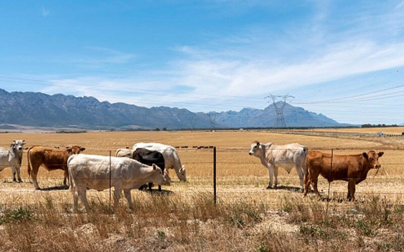 Small towns are collapsing across South Africa. How it’s starting to affect farming
