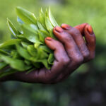 India-tea-harvester