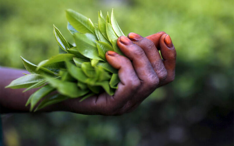 ‘Recipe for disaster’: COVID-19 spreads fear in India’s tea estates
