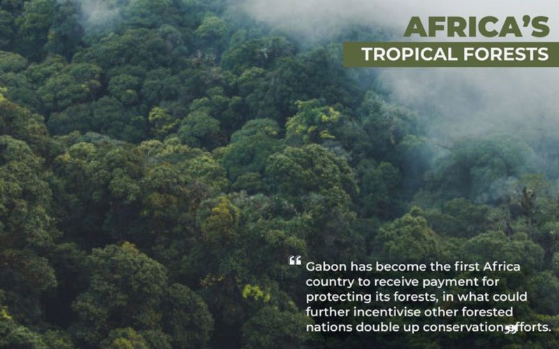 African first: Gabon paid to protect tropical forests