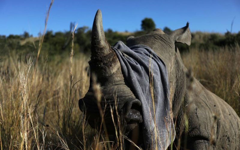 Rhino poaching returns to after COVID-19 lull
