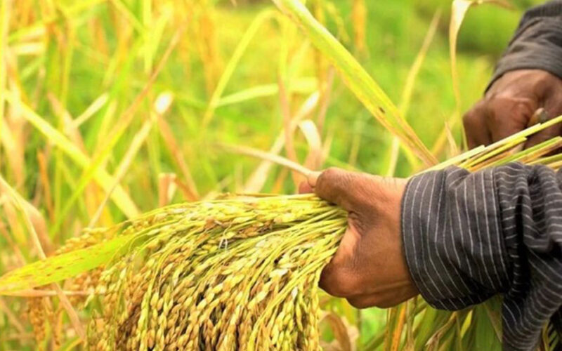 AU crafts guidelines for GM crops