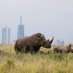 A-southern-white-rhino-and-her-calf