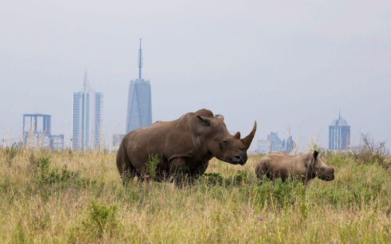 Black rhino, sable antelope, at risk
