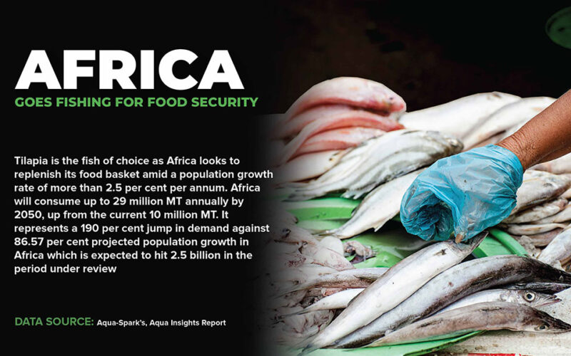 Fishing for food security, Africa puts tilapia on the menu