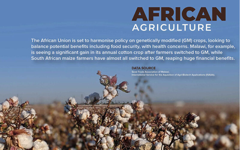 Malawi expects bountiful GM cotton crop as the African Union hones GM policies