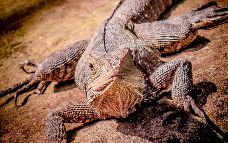 Man attempting to smuggle 200 lizards to Egypt arrested