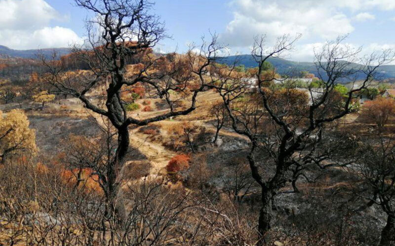 Tunisian wildfires scorch cork industry