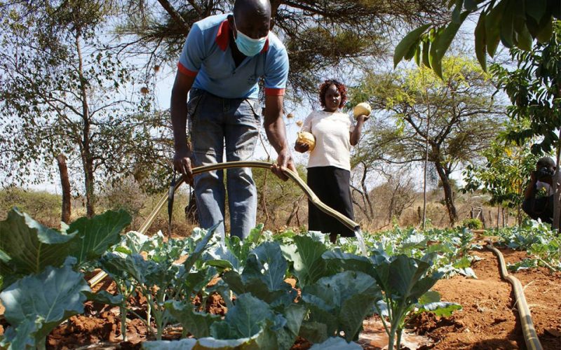 ‘Giving life to dying land’: Solar water pumps quench thirsty Kenyan farms