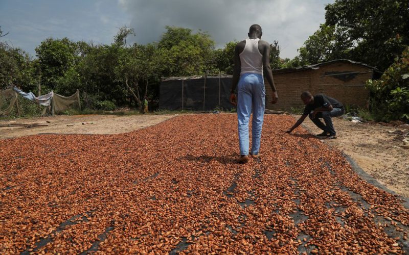 In Ivory Coast, a battle to save cocoa-ravaged forests