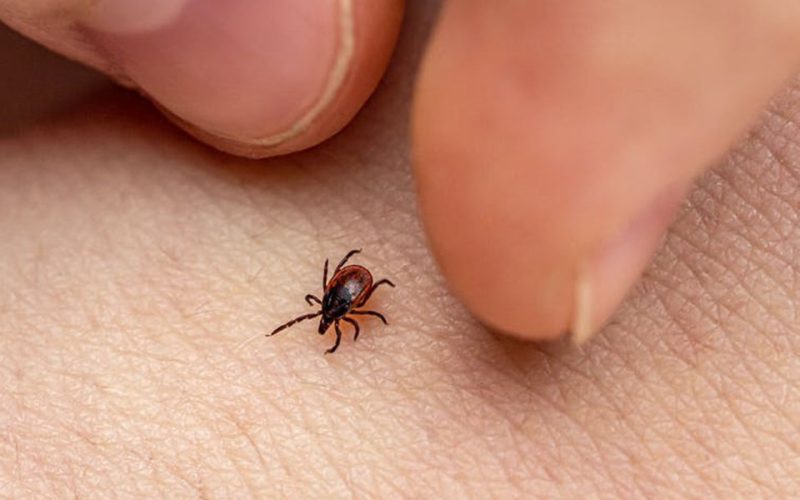 A lab-stage mRNA vaccine targeting ticks may offer protection against Lyme and other tick-borne diseases