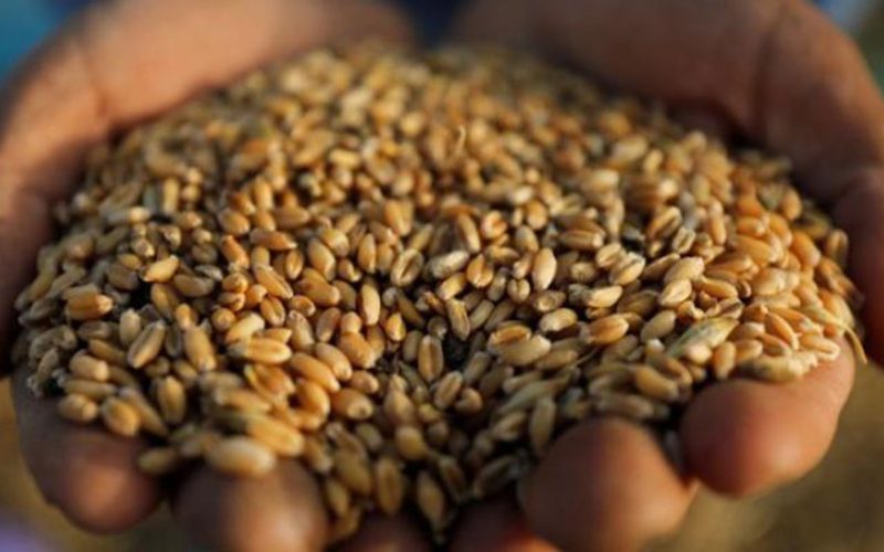 Bumper grain harvests: African countries defy global food slump