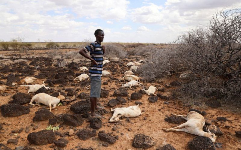 Goats, sheep, livelihoods lost to floods and cold in northern Kenya