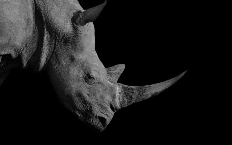 Vietnamese ivory, rhino horn trafficker jailed for 13 years