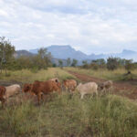 Cattle-in-Nakapiripirit-district_Uganda