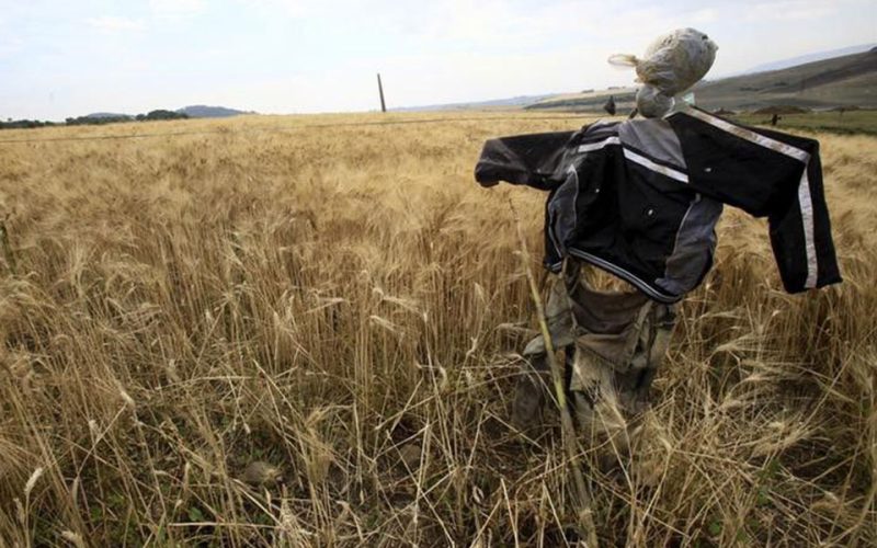 Ukraine crisis will not impact Algeria’s wheat imports -official tells Ennahar TV