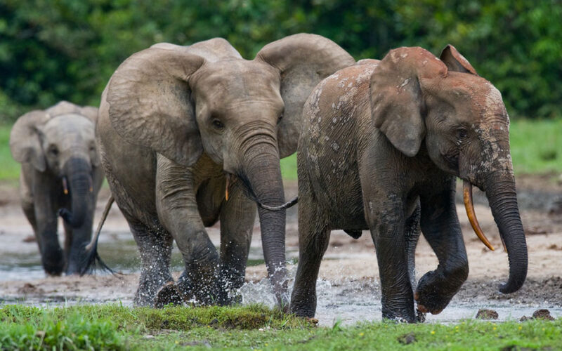A first for large African mammals: DNA used to count Gabon’s endangered forest elephants