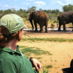 Dr_Audrey_Delsink_with_elephants_small