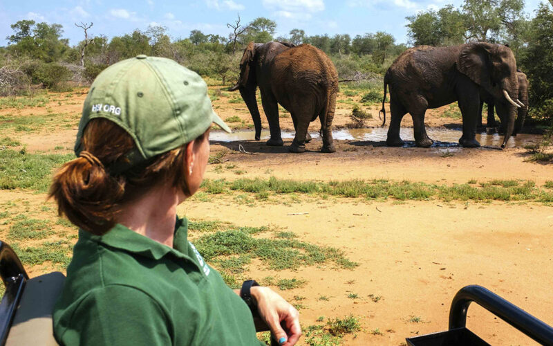 The woman brokering peace between elephants and humans