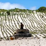 Dune planting_Faux Cap_Androy region_Madagascar