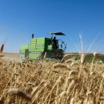 Harvesting-Wheat