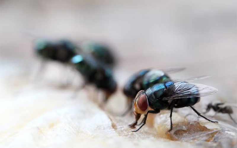 Flies, maggots and methamphetamine: how insects can reveal drugs and poisons at crime scenes