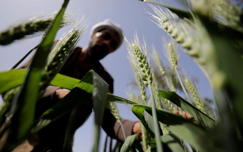 Ukraine crisis throws Egypt’s wheat purchases into doubt