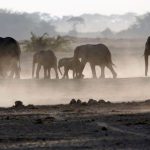 Elephant kills Colombian researcher in Uganda