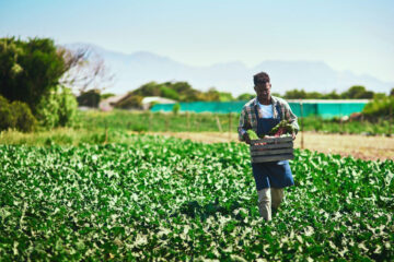 Black farmers in South Africa need support: how it could be done