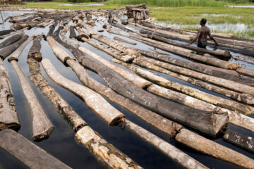 In Nigeria's disappearing forests, loggers outnumber trees