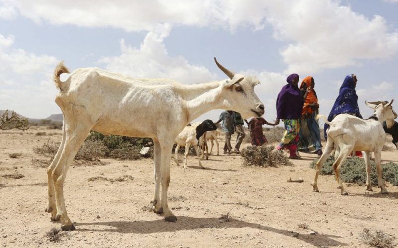 ‘Widen gaze from Ukraine’ to avert famine in Somalia, U.N. agency warns