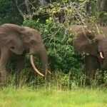 Elephants_forest_Pongara-National-Park_Gabon