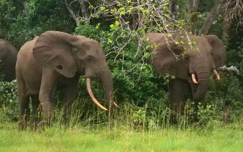 Ugandan elephant poacher jailed for life