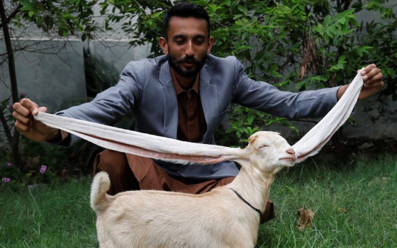 Are you kidding? Baby goat wows fans with 22-inch ears