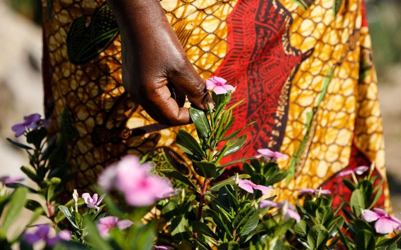 Africa is a treasure trove of medicinal plants: here are seven that are popular