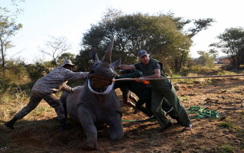 After 40 years of extinction, rhinos return to Mozambique
