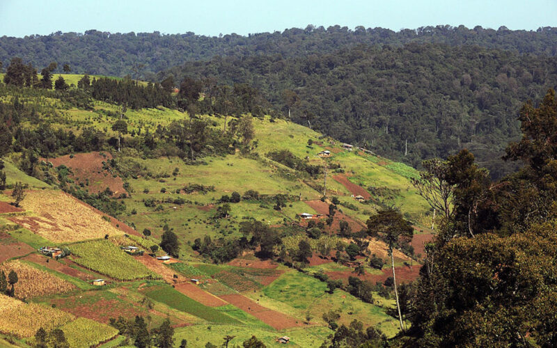 How politics has subverted conservation efforts to protect Kenya’s Mau Forest