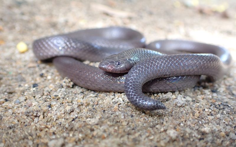 Mozambique had no data about snakebites. Our new study filled the gap – and the results are scary