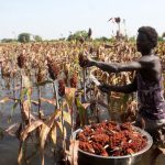 Torrential floods in West Africa hurt food security