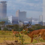 Wildlife in concrete jungles: These two African cities are home to a thriving wildlife population