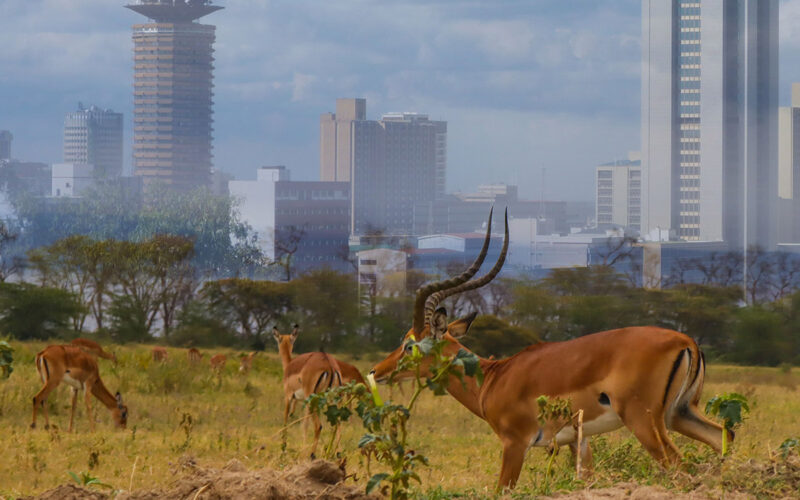 Wildlife in concrete jungles: These two African cities are home to a thriving wildlife population