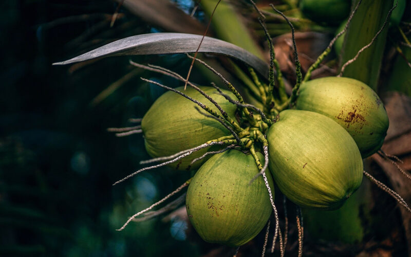 Saving the world, one coconut tree at a time