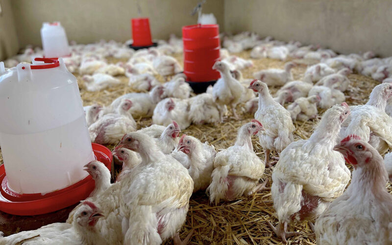 South Africa’s poultry sector in crisis