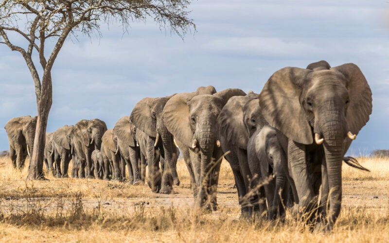 Climate change is leaving African elephants desperate for water
