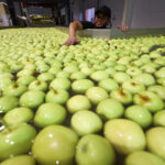 SA_apple-production
