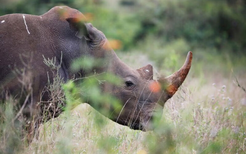 Namibia rhino poaching surged 93% in 2022