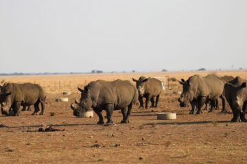 Farmed rhinos will soon ‘rewild’ the African savanna